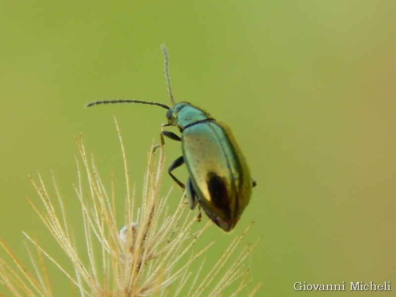 Chrysomelidae, Altica sp.